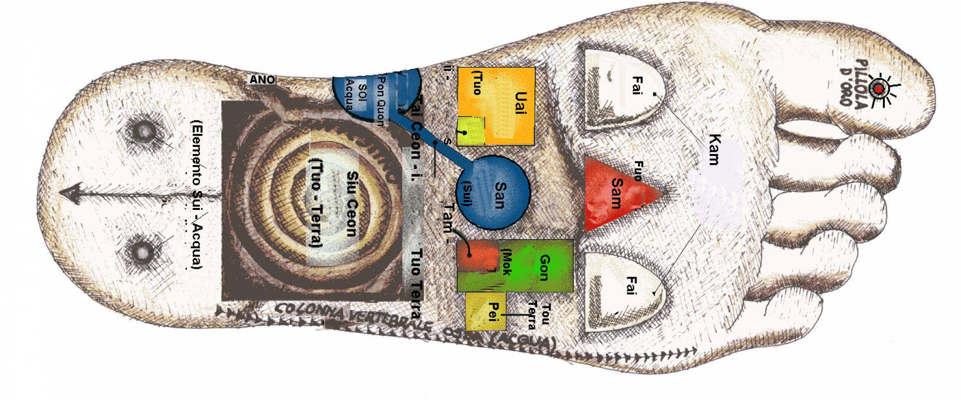 Le mappe della riflessologia plantare cinese insegnate nei corsi di riflessologia plantare on zon su
